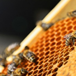 COSRX Full Fit Propolis Synergy Toner, 280 мл, 1 шт.(скидка-36%)