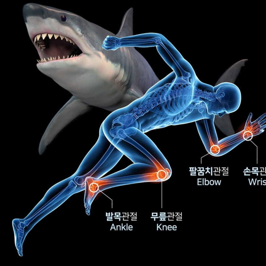 Daewoong Life Science Bone, Cartilage & Joint Shark Cartilage Mucopolysaccharide Chondroitin 1200 – добавка для костей, хрящей и суставов, 72 г, 60 таблеток